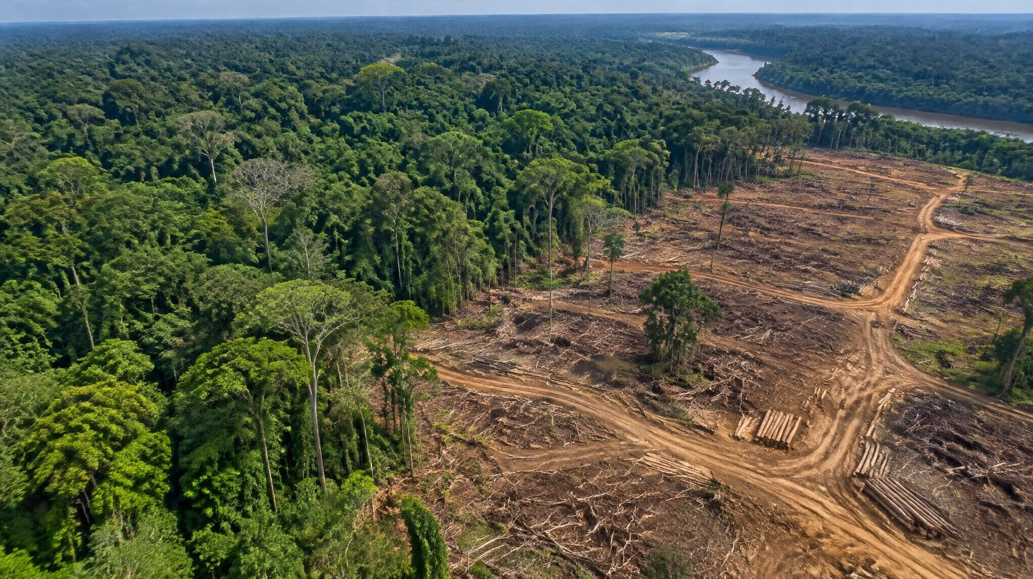 amazon rainforest aerial view