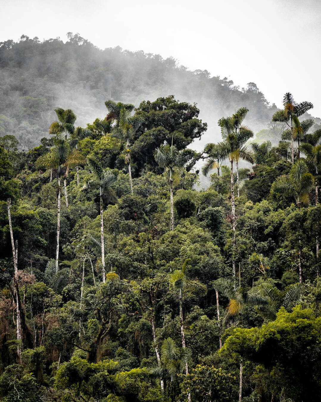 amazon rainforest aerial view